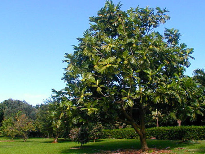 How the breadfruit grows