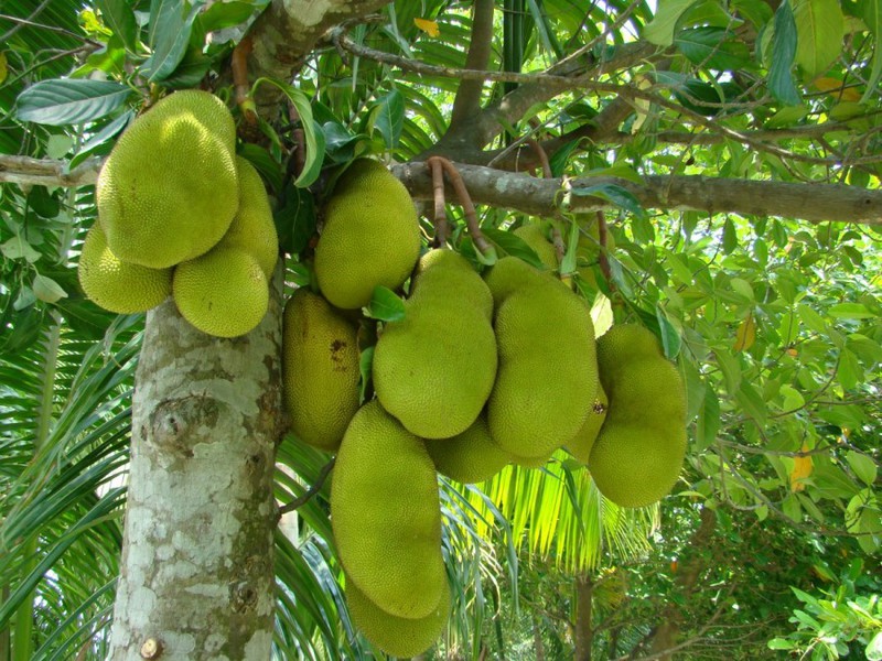 Breadfruit look