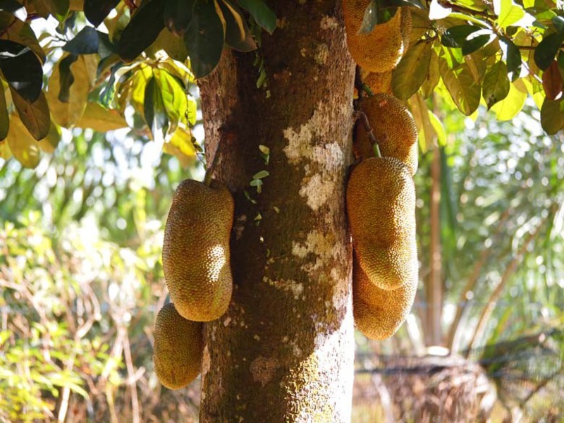 Jack fruit