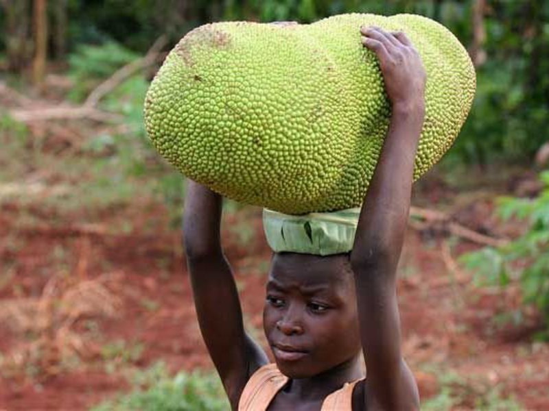 Jackfruit or breadfruit