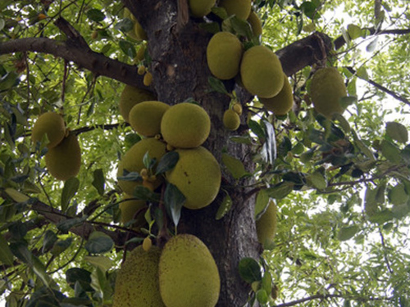 How a breadfruit tree bears fruit