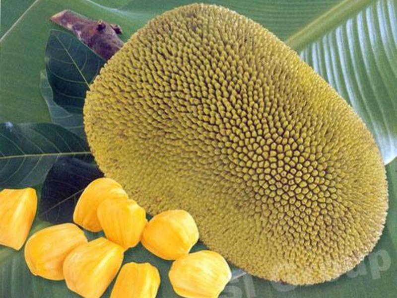 What are the benefits of breadfruit