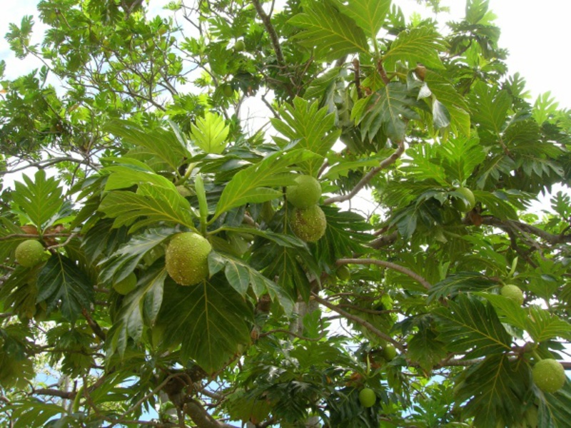 Jack fruit