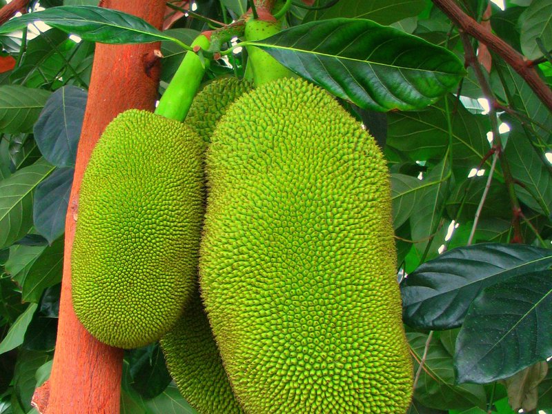 What is breadfruit