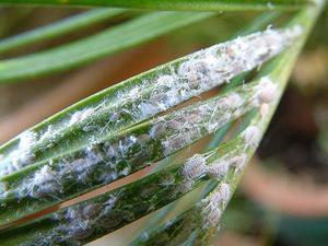 Houseplant pests