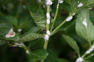 Mealybug on houseplants