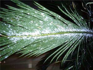 Mealybug on leaves