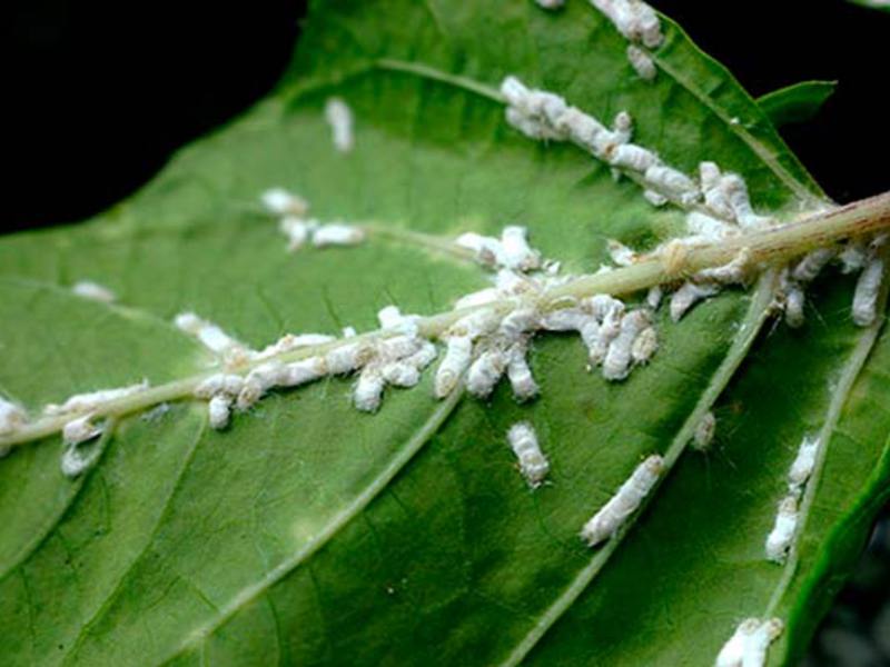 Mealybug control