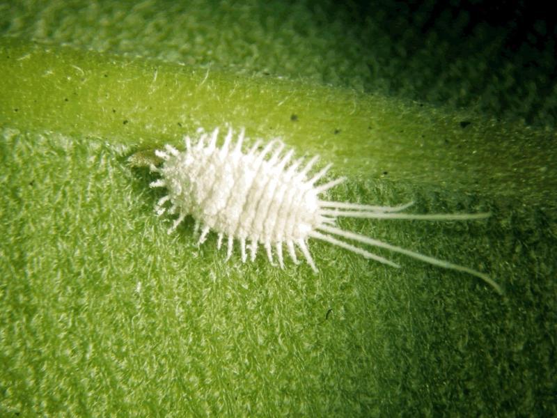 Worms on indoor plants