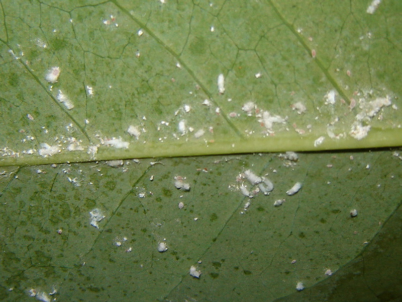 The female worm on the back of the leaf