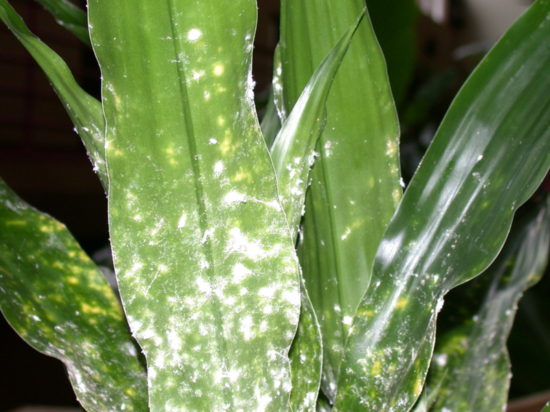 Mealybug and how to deal with it