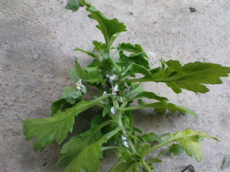 What does a mealybug look like?