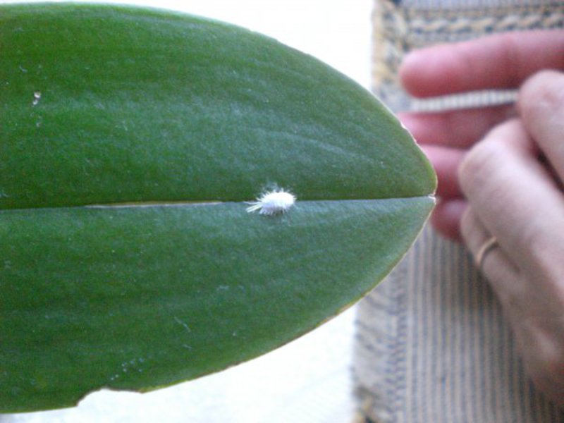 How to get rid of plant pests