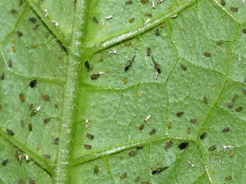 Thrips on indoor plants: treatment