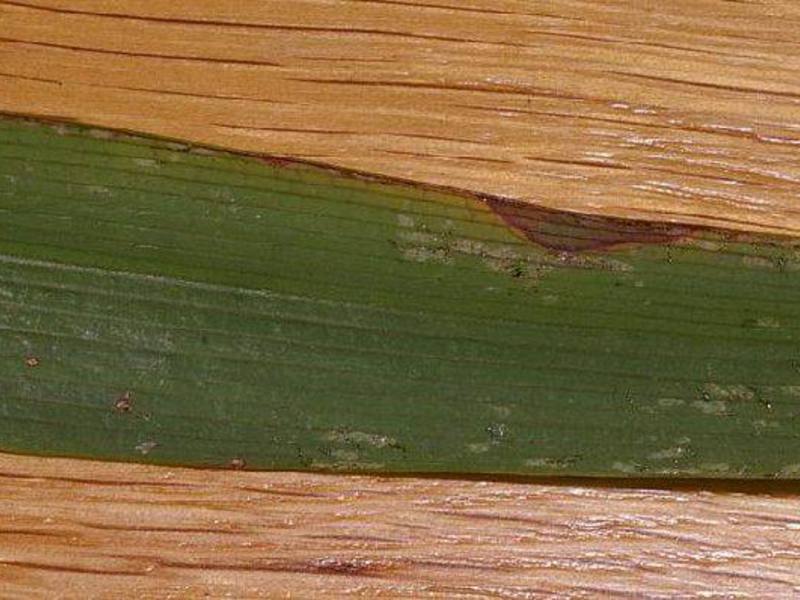 Thrips under microscop