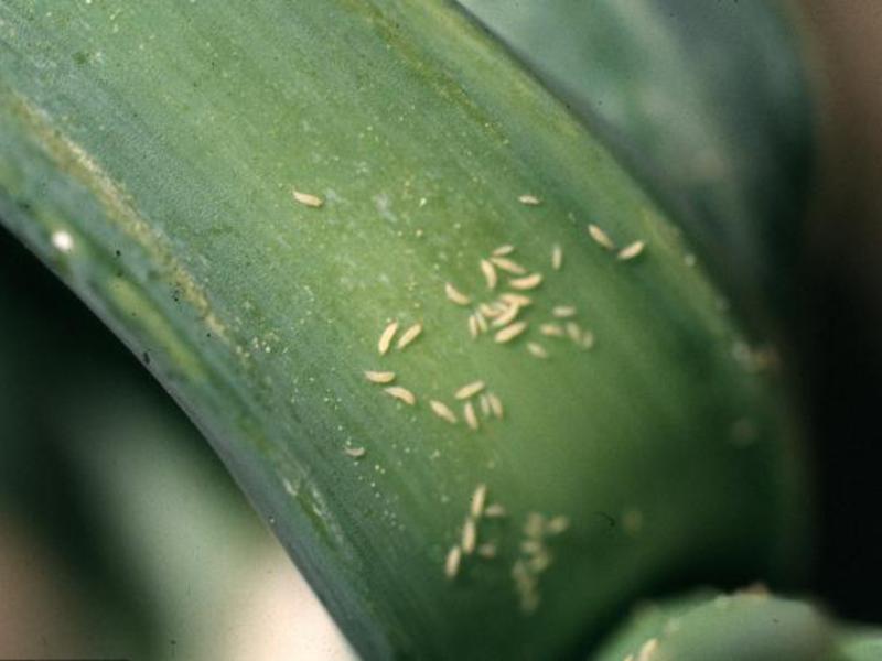 Ways to get rid of thrips