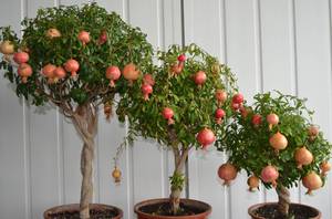 Planting and caring for a pomegranate