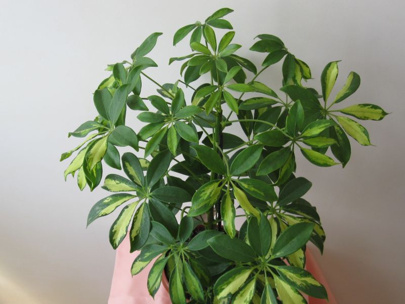 Varieties of indoor flowers