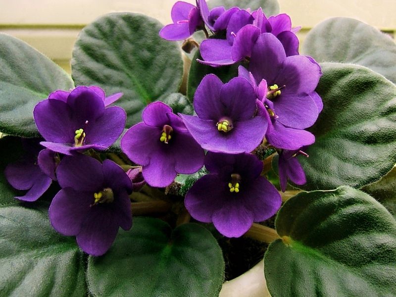 Violet in a pot