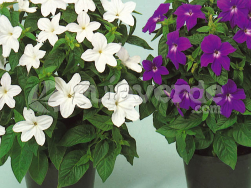 Description of indoor flowers