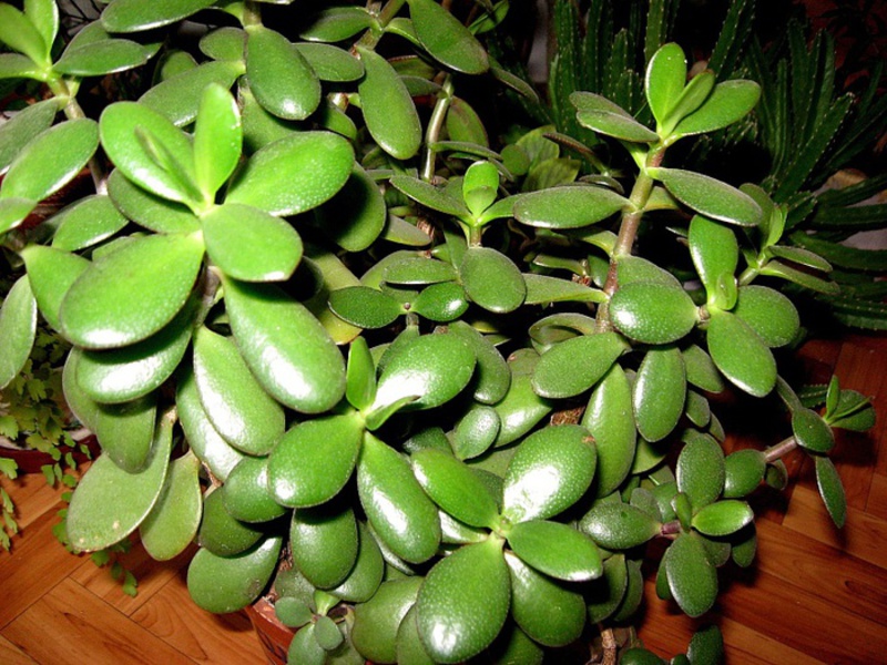 How to properly propagate indoor plants