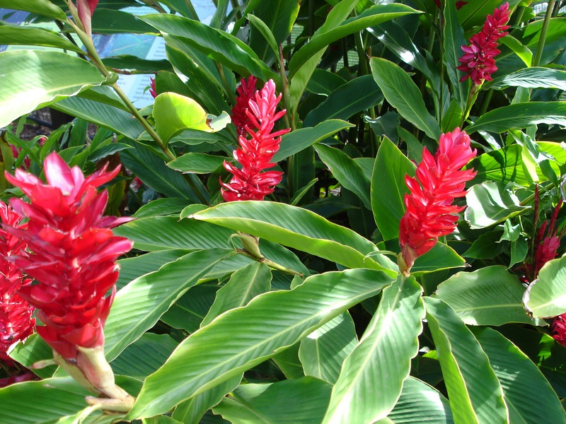 Description of the ginger flower and its beneficial properties