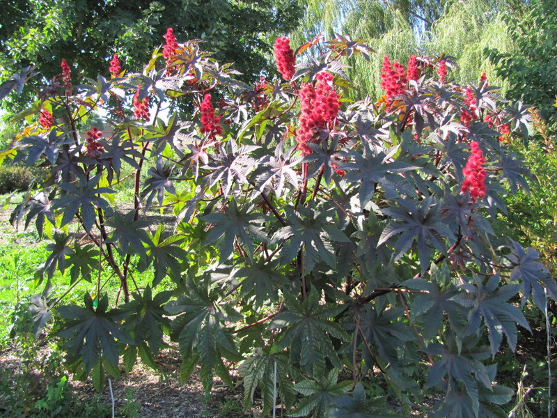 Characteristic properties of castor bean