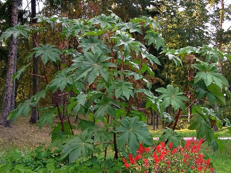 Poisonous and dangerous properties of the castor bean plant