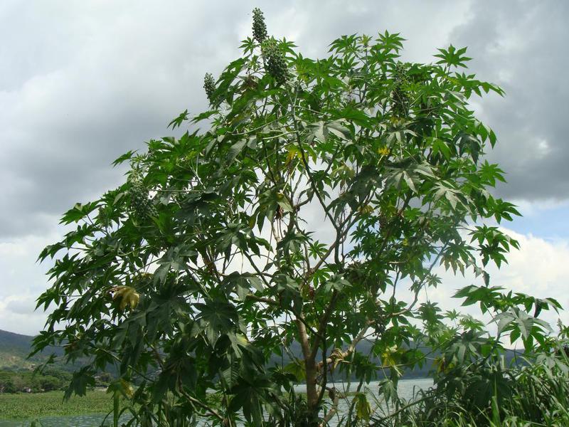 Features of the growth of castor oil plants in natural conditions