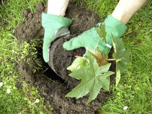 Rules for choosing a place for planting castor bean