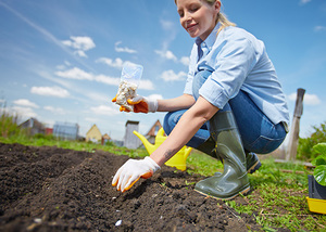 Features of planting seeds of a castor bean plant in the open field