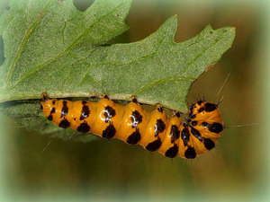 Castor bean pests and how to deal with them