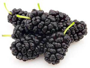 Mulberry - useful properties of mulberry