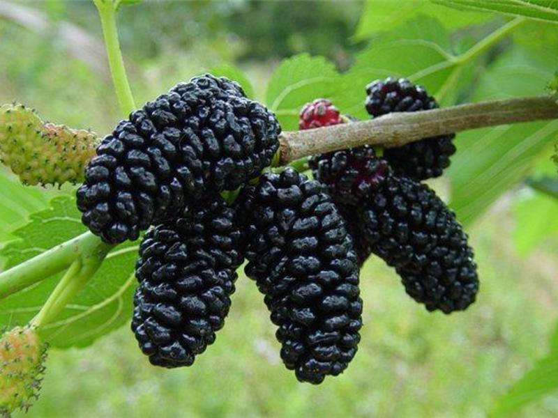 Mulberry tree species