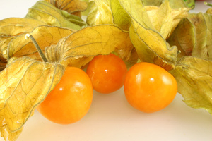 How to grow physalis