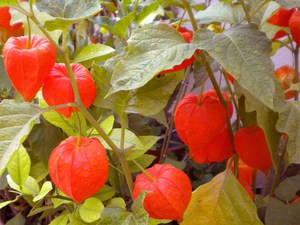 What is made of physalis