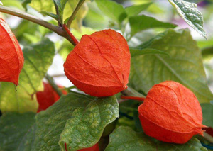 Physalis vegetable culture