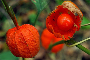 How to grow physalis