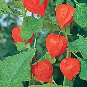 How to grow physalis