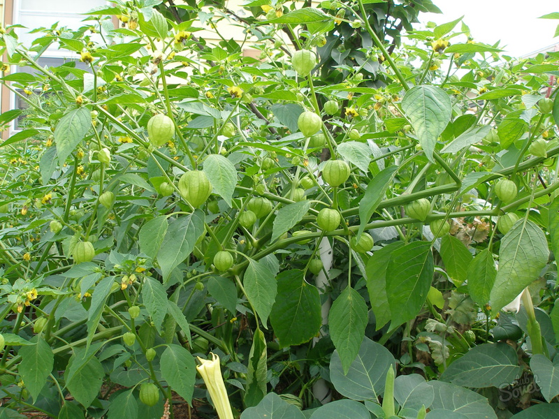 Features of planting and caring for physalis