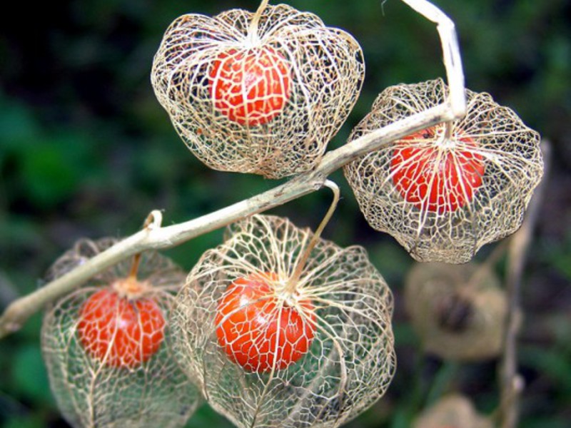 Physalis plant species