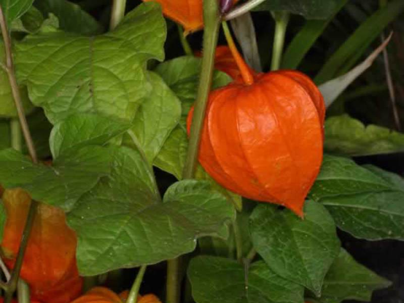 Where is the physalis plant used?