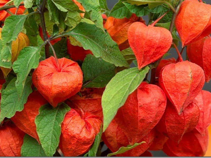 Growing and caring for a physalis plant