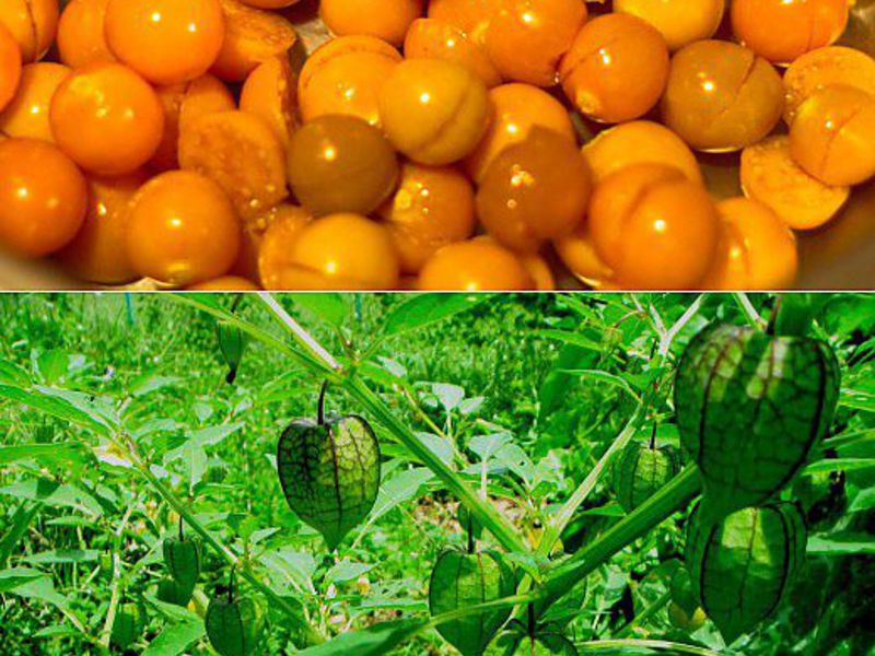 What are the features of physalis fruits