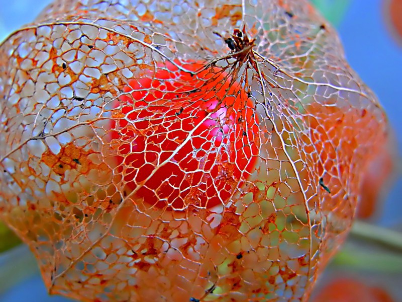 What does the physalis fruit look like?