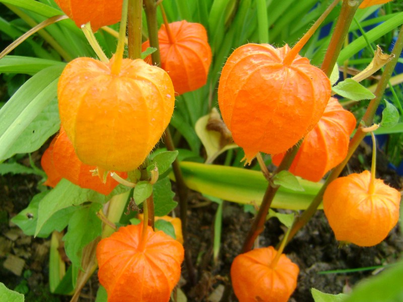 Growing vegetable physalis