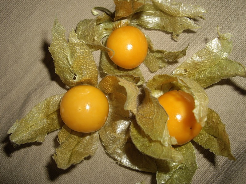 Physalis care features