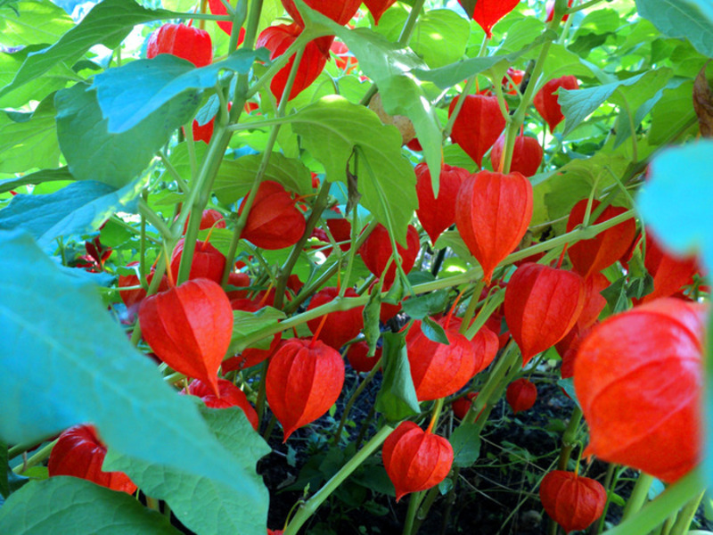 How Physalis Berry Grows