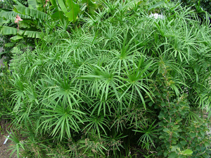 Reproduction of cyperus