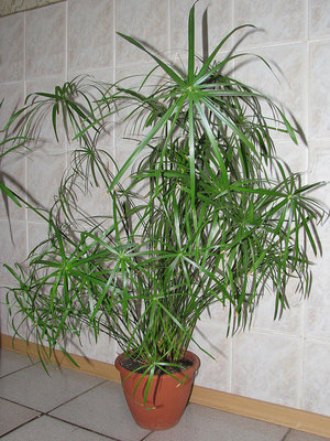 Indoor plants cyperus